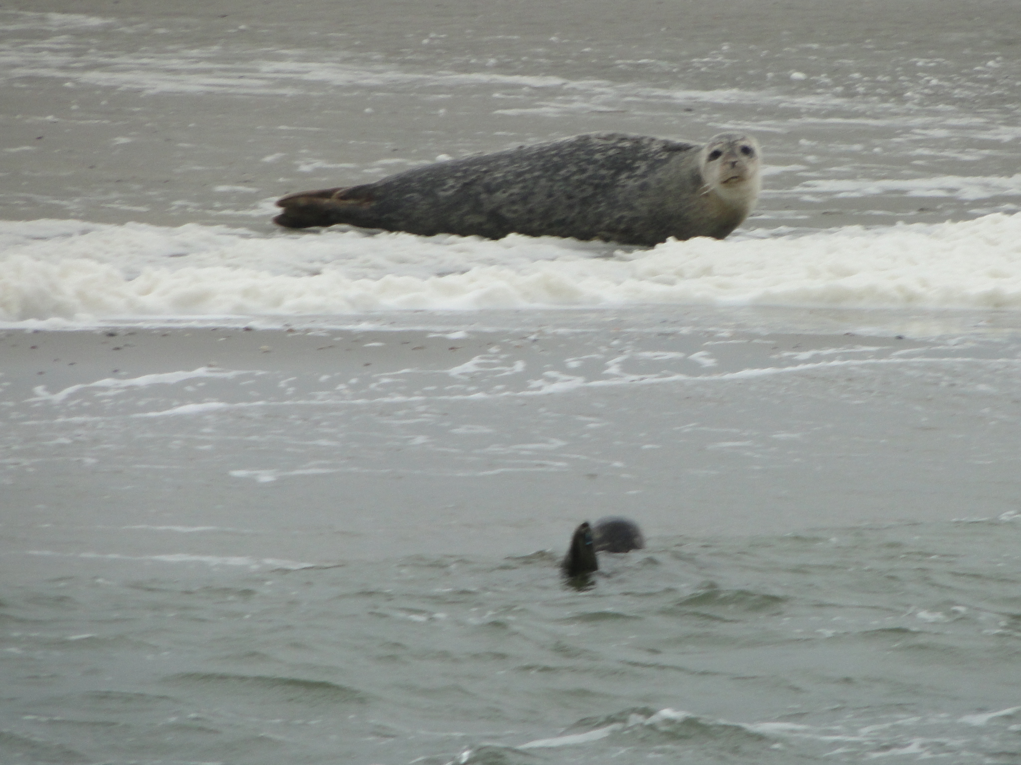 HWK Texel 223.jpg